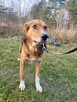 Smutny, wrażliwy BORYSEK szuka domu !! Do adopcji !! - 8