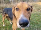 Smutny, wrażliwy BORYSEK szuka domu !! Do adopcji !! - 5