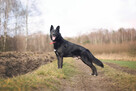Piękny MIŁEK w typie owczarka szuka domu !! Do adopcji !! - 10