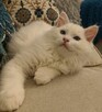 Kocurek Ragdoll Atlas Moje Laleczki*PL Gotowy do zmiany domu - 8