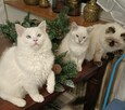 Kocurek Ragdoll Atlas Moje Laleczki*PL Gotowy do zmiany domu - 7