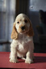 Cocker Spaniel Angielski - piesek o imieniu HARVEY - 4