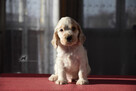 Cocker Spaniel Angielski - piesek o imieniu HARVEY - 5