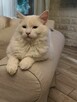 Kocurek Ragdoll Atlas Moje Laleczki*PL Gotowy do zmiany domu - 2