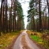 Działka leśna las ok 7000m Stanisławów Dobre - 1