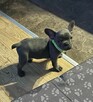 buldog francuski - 3