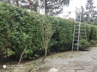 Przycinanie żywopłotów, sprzątanie działek - 4