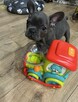 buldog francuski - 2
