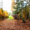 Działka leśna 5,2 ha i rolna 0,55ha Tłuszcz Pawłów Jadów - 5