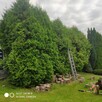 Przycinanie żywopłotów, sprzątanie działek - 6