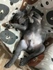 buldog francuski - 4