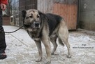Argo szuka właściciela - 3