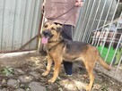 Baja do adopcji - 3