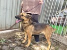 Baja do adopcji - 5