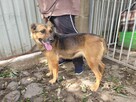 Baja do adopcji - 2