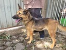 Baja do adopcji - 4