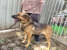 Baja do adopcji - 6