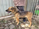 Baja do adopcji - 7