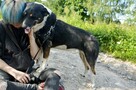 Cudowna Cola - przyjacielska, łagodna, wesoła sunia! - 4