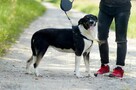 Cudowna Cola - przyjacielska, łagodna, wesoła sunia! - 2