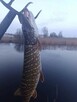 sprzedam gospodarstwo rolne - Mazury - 4