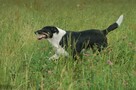 Cudowna Cola - przyjacielska, łagodna, wesoła sunia! - 3