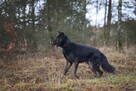 BIES- w typie owczarka. Upodlony i samotny. Serce się kraja - 12