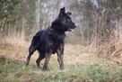 BIES- w typie owczarka. Upodlony i samotny. Serce się kraja - 13