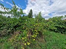 Zabudowania wiejskie z cegły - duża działka - 7