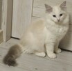 Ragdoll Kocurek do hodowli blue bicolor Lynx - 12