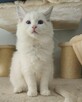 Ragdoll Kocurek do hodowli blue bicolor Lynx - 5