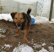 Figo do adopcji - 5