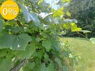 Dom wolnostojący nad rzeką, k. Nowej Soli - 15