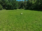 Działka rolna nr 349 o pow 2.7ha Puszcza Mariańska - 3