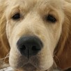 Golden retrivier reproduktor - 9