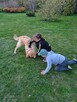 Golden retrivier reproduktor - 11