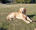 Golden retrivier reproduktor - 12