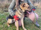 Czaruś do adopcji - 14