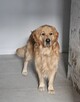 Golden retrivier reproduktor - 6