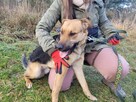 Czaruś do adopcji - 3