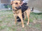 Czaruś do adopcji - 2