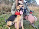 Czaruś do adopcji - 4