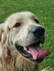 Golden retrivier reproduktor - 10