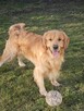Golden retrivier reproduktor - 8