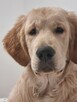Golden retrivier reproduktor - 13