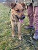 Czaruś do adopcji - 7