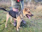Czaruś do adopcji - 5