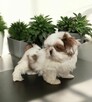 Shih tzu Piesek FCI - 8