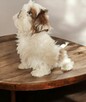 Shih tzu Piesek FCI - 7