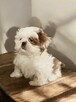 Shih tzu Piesek FCI - 2